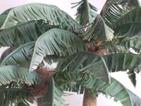 palmboomkruinfoto-800.jpg