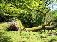 fallen_tree09_zps1f599548.jpg