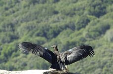 800px-California-condor.jpg