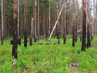 Boreal_pine_forest_5_years_after_fire,_2011-07.jpg