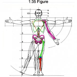 Sculp chart 1 35