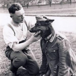 wehrmacht dog