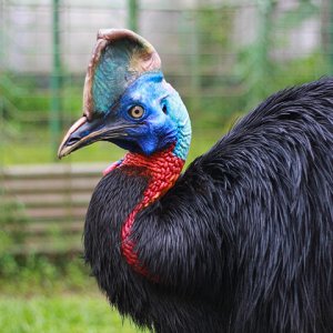 cassowary side tcm25 568936