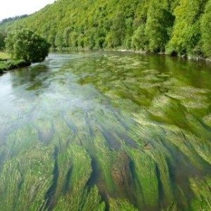 semois waterplanten