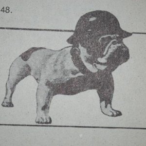 Bulldog2