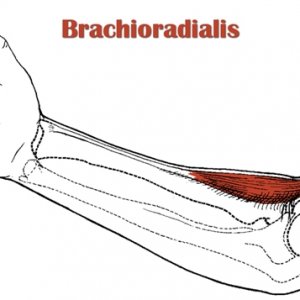 brachioradialis