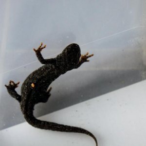 salamander