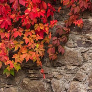 MPG Parthenocissus sfeer