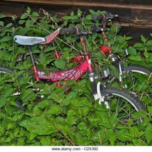 bikes bicycles lost in overgrown garden c2x392