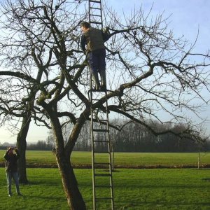 appeltree hoogstam 01s