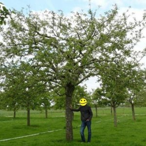 appeltree hoogstam 06as