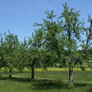 appeltree hoogstam 07s