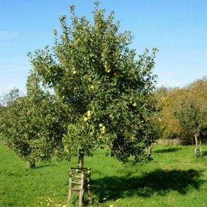 appeltree normandie 01s