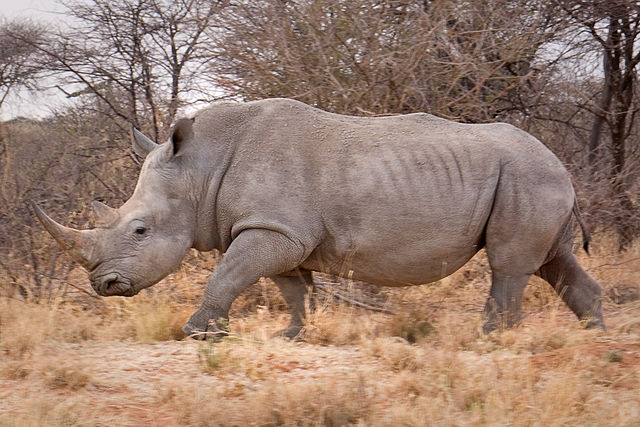 640px Waterberg Nashorn3