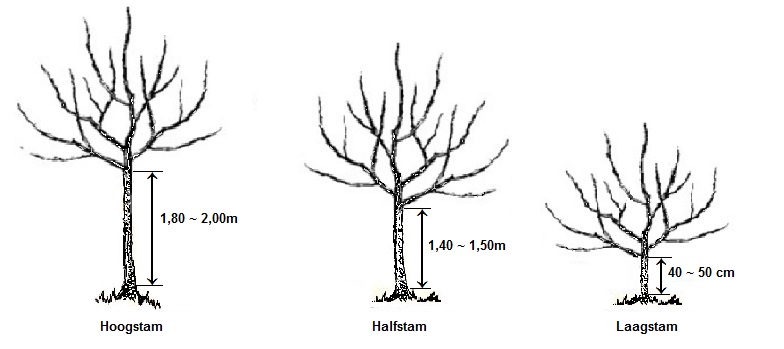 appeltree 00