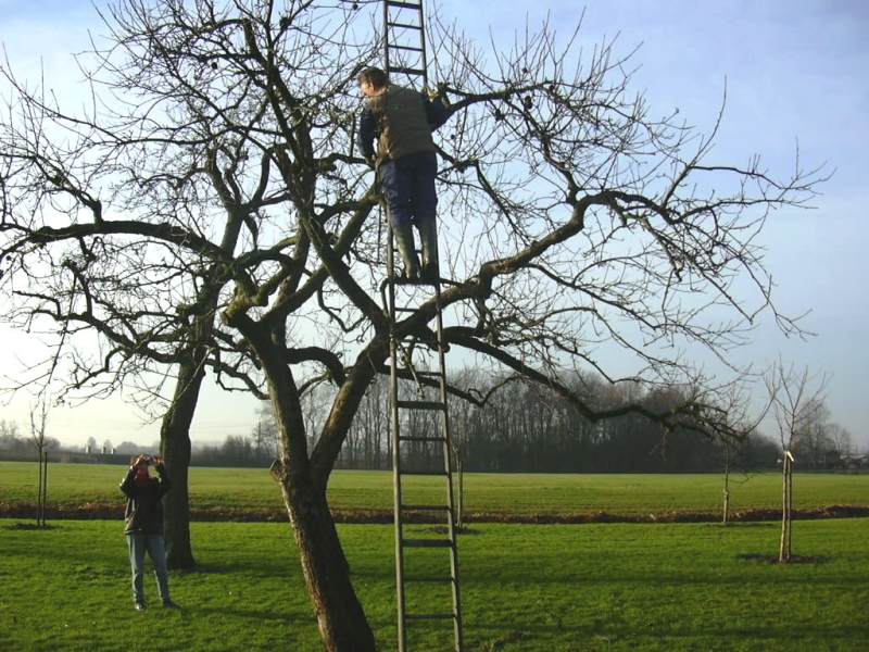 appeltree hoogstam 01s