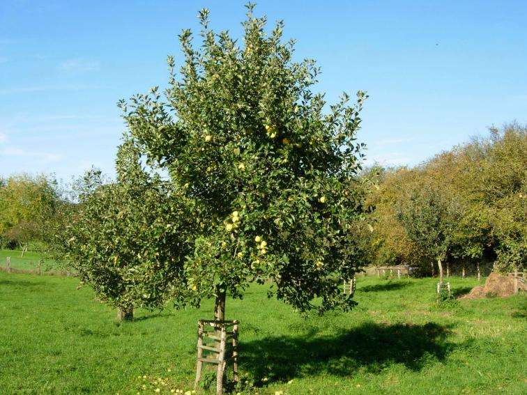 appeltree normandie 01s