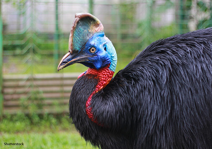 cassowary side tcm25 568936