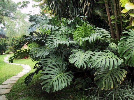 monstera deliciosa 460x345