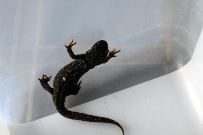 salamander