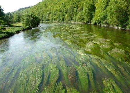 semois waterplanten