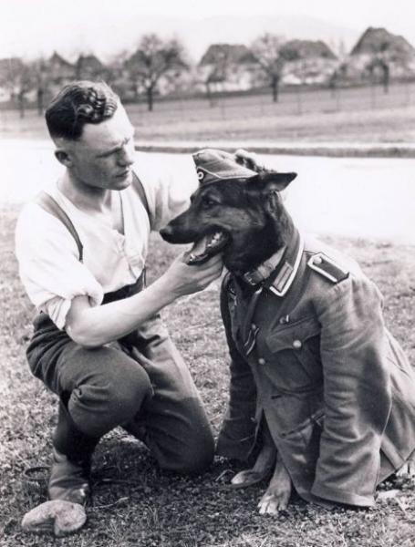 wehrmacht dog